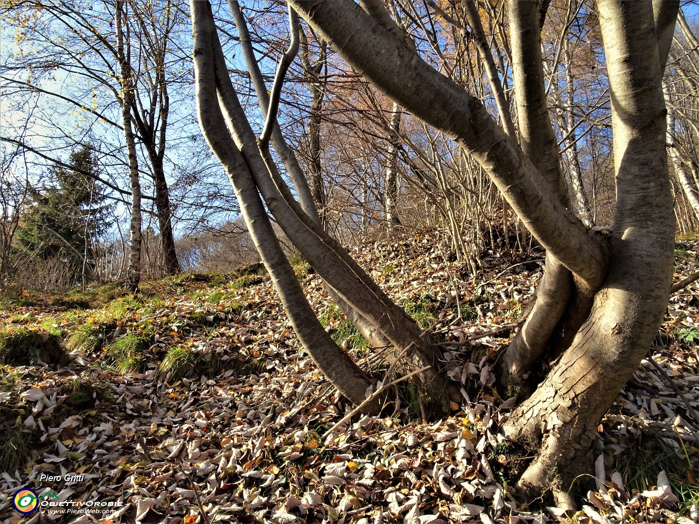 31 Faggi sagomati dalla natura.JPG